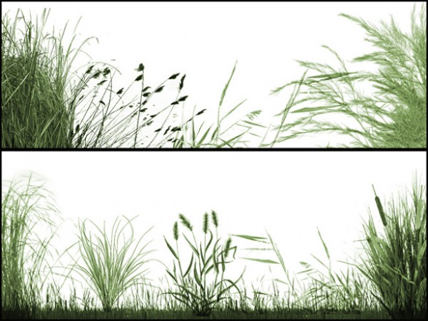 wild grass wild web Vectors vector graphic vector unique ultimate reeds quality Photoshop pack original new nature modern illustrator illustration high quality green grassland grass fresh free vectors free download free ecology eco download design creative background AI 