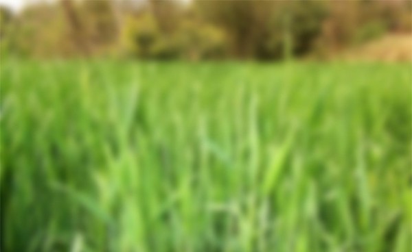 web wallpaper unique ui elements ui stylish set retina quality plants original new nature modern mobile jpg interface india high resolution hi-res HD greenery grasses grass fresh free download free elements download detailed design creative clean blurred blur background 