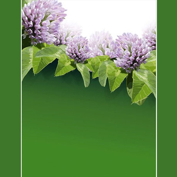 web vector unique ui elements summer stylish quality plant original new nature leaves leaf interface illustrator high quality hi-res HD green graphic fresh free download free floral elements download detailed design creative clover background AI 