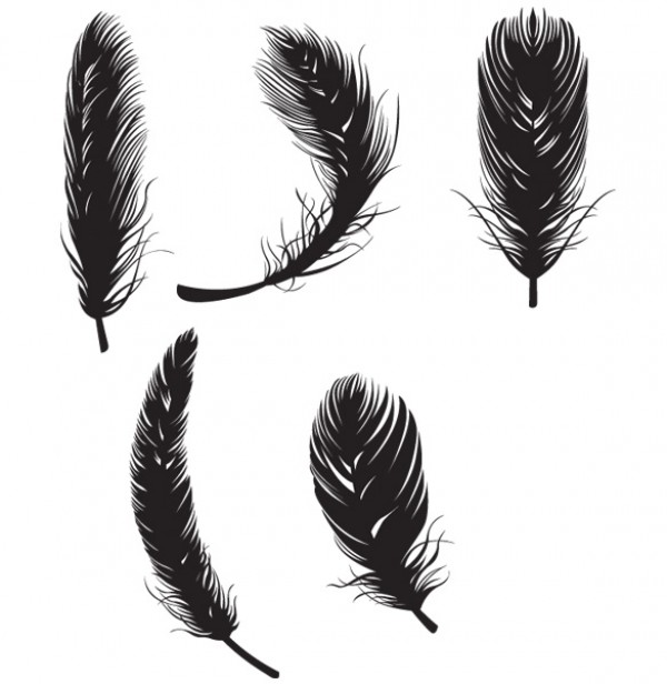 web Vectors vector graphic vector unique ultimate silhouette quality Photoshop pack original new modern light as a feather illustrator illustration high quality fresh free vectors free download free fly feathers download design creative bird feathers AI 