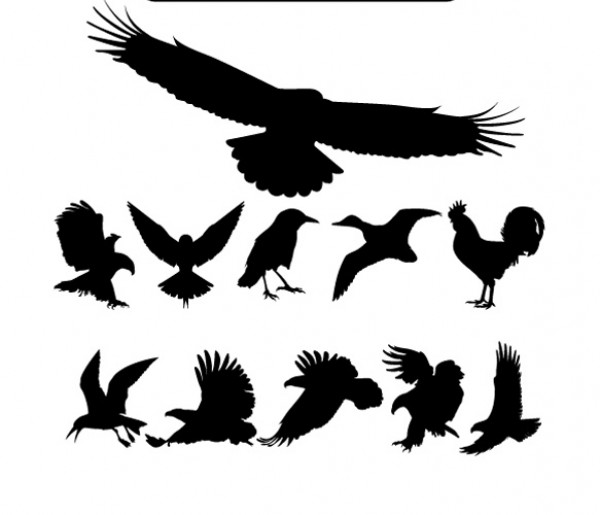 wild Vectors vector graphic vector unique ultra ultimate soaring eagle simple silhouettes rooster quality Photoshop pack original new modern illustrator illustration high quality graphic fresh free vectors free download free eagle silhouette eagle download detailed creative clear clean birds bird silhouette AI 