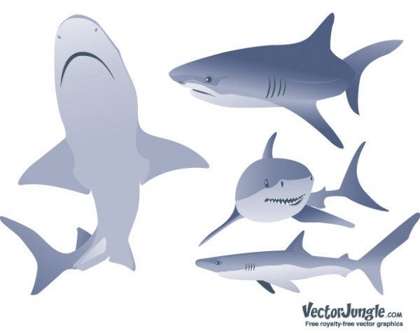 web Vectors vector graphic vector unique ultimate silhouettes sharks realistic quality Photoshop pack original new modern images illustrator illustration icons high quality fresh free vectors free download free download design creative AI 