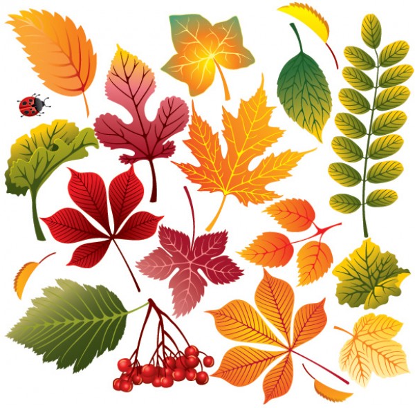 vivid Vectors vector graphic vector unique tree season quality Photoshop pack original modern leaves. leaf illustrator illustration high quality fresh free vectors free download free Fall download creative color autumn AI 