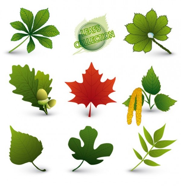 web vector unique ultimate tree stylish seeds red leaf quality original new nature maple leaf leaves leaf illustrator high quality green graphic fresh free download free foliage eco download design creative acorn 