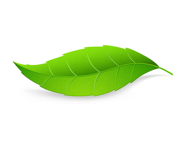 white veins vector stem nature leaf green free download free background 