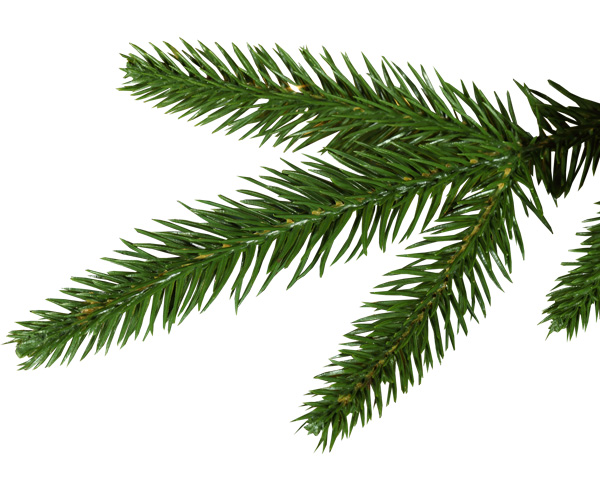 wreath ui elements tree tips pine tree branch pine tree green free download free download decoration coniferous christmas 