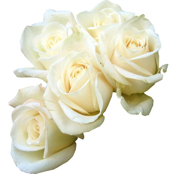 white roses valentines ui elements ui roses free download free flowers bouquet 