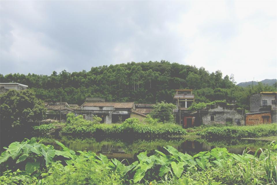 green, trees, leaves, river, water, houses, forest, tropical