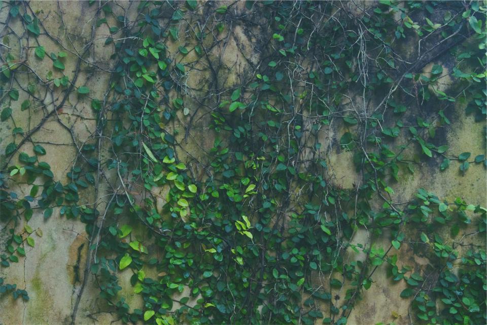 wall vines leaves green 