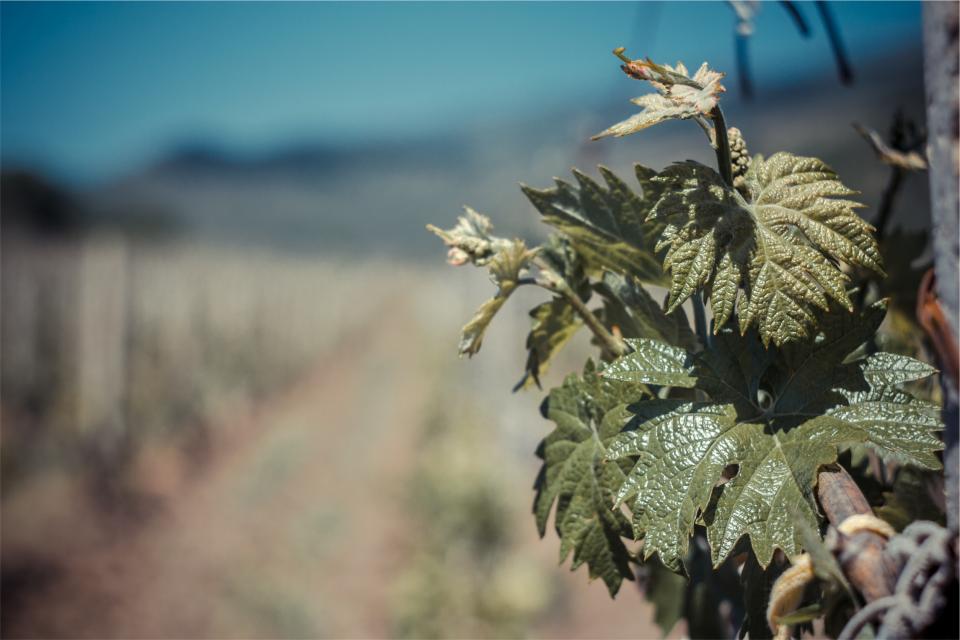 leaf, leaves, blurry