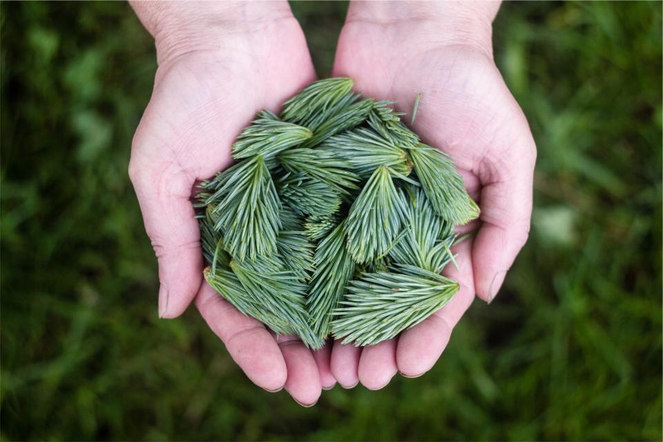 green, pine leaves, hands