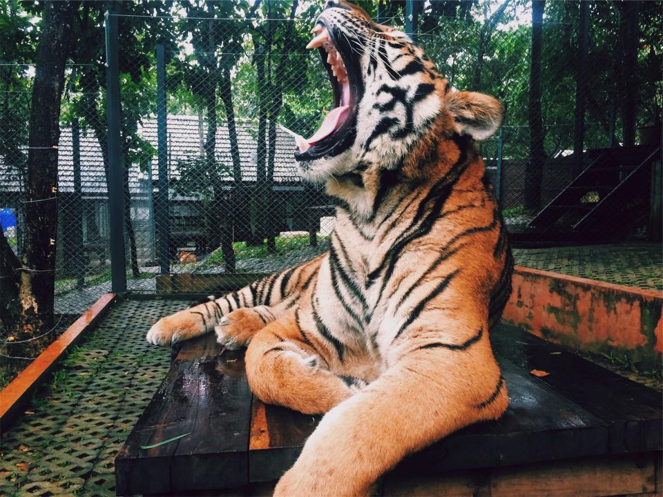 Zoo tiger roar animal 