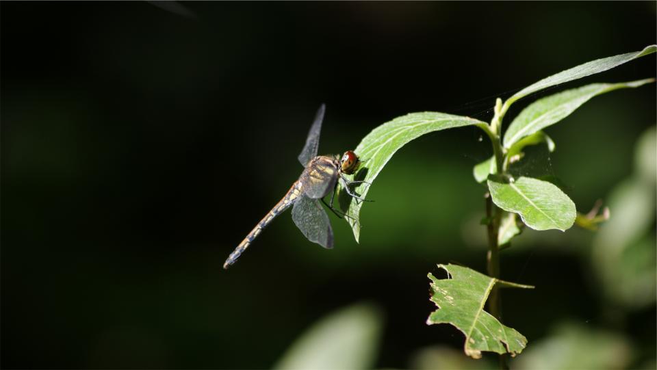 plant leaves insect dragonfly 