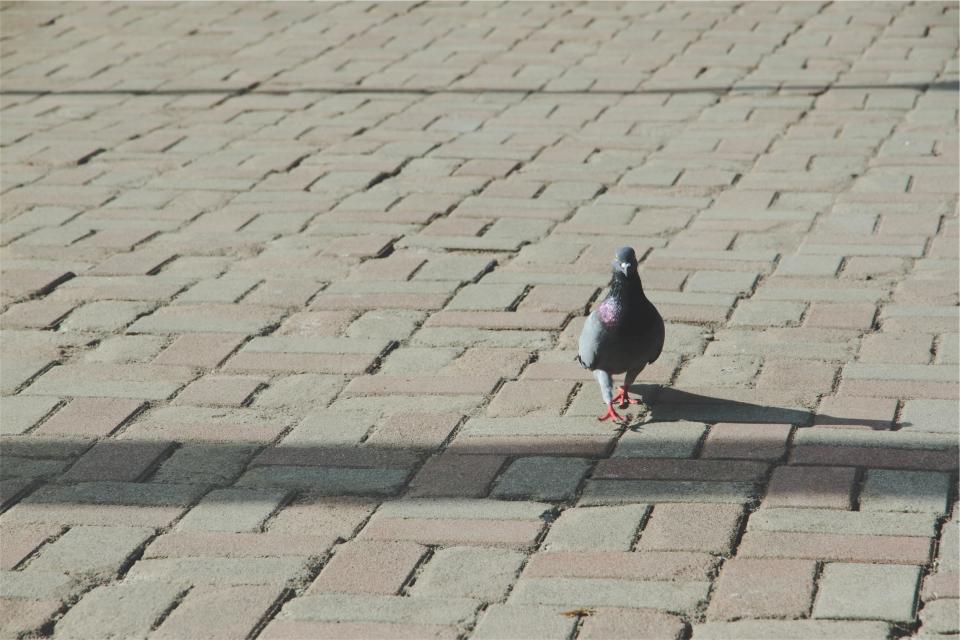 pigeon ground cobblestone bird 