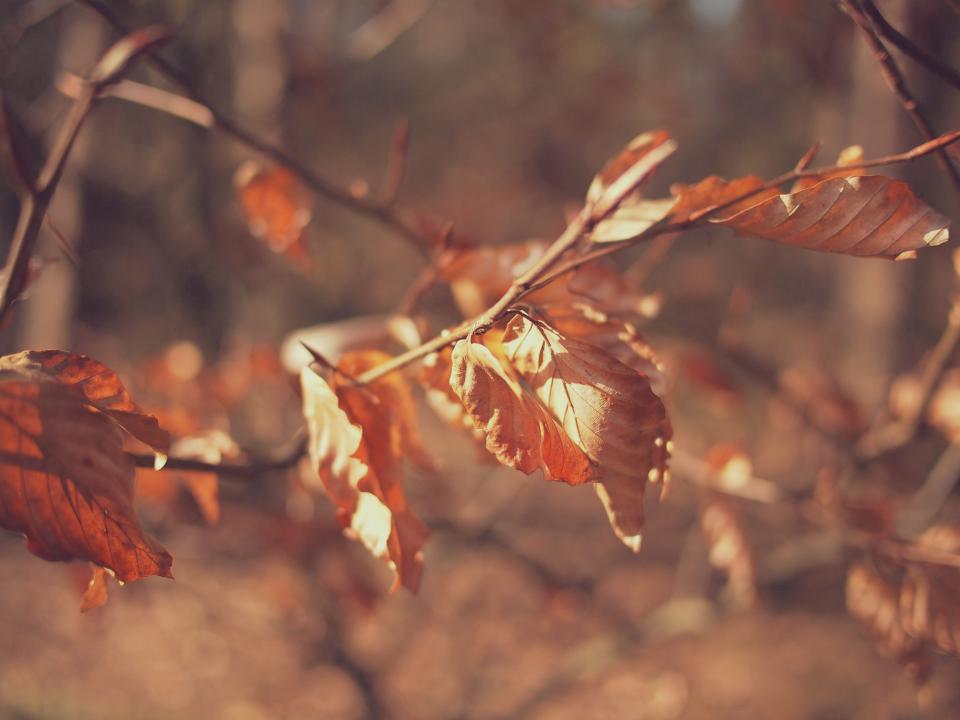 leaves Fall autumn 
