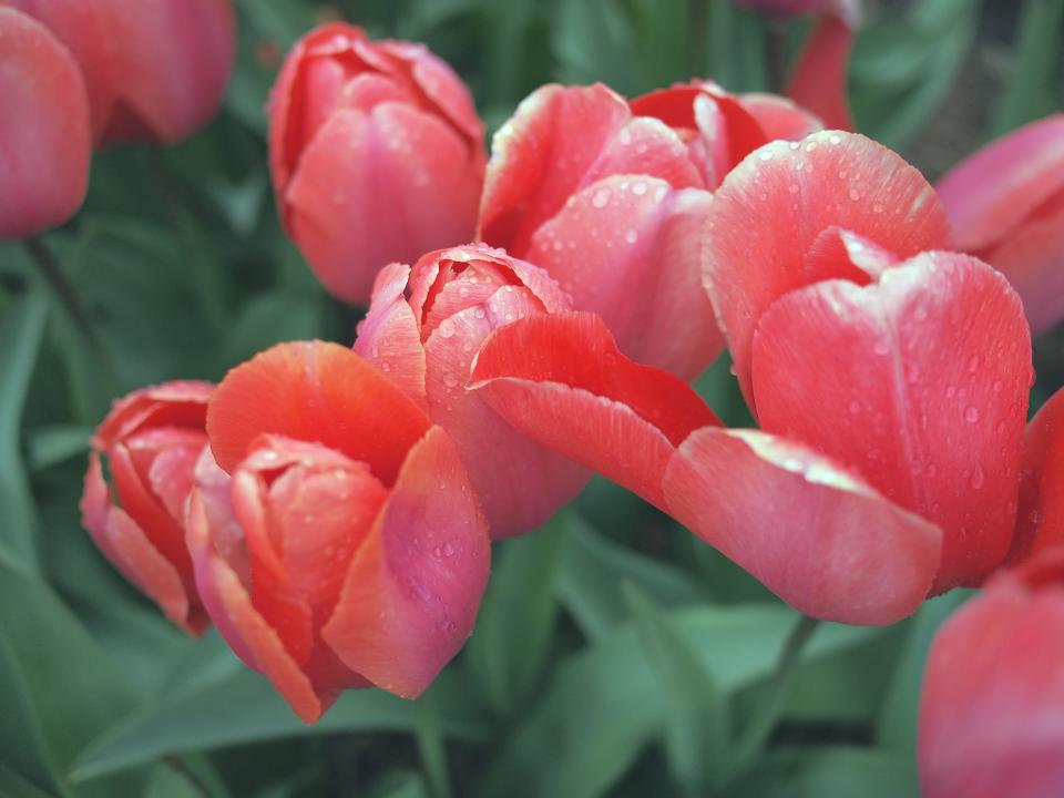 tulips red garden flowers 