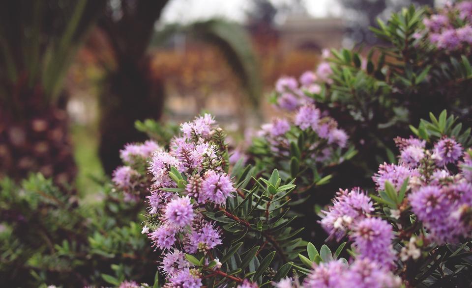 purple, flowers, plants