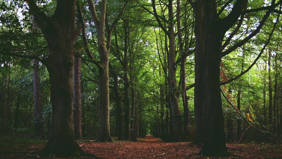 forest, woods, leaves, trees, nature, branches