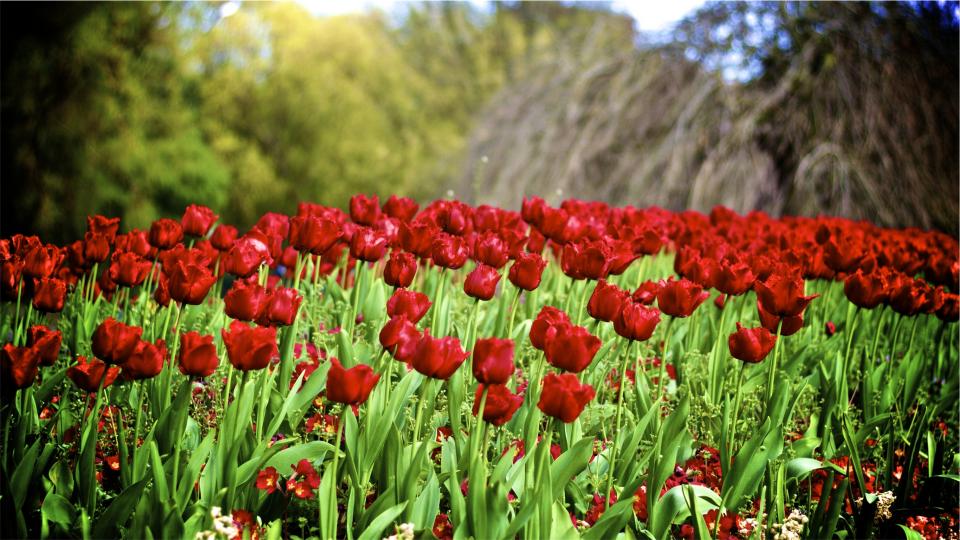 tulips red garden flowers 