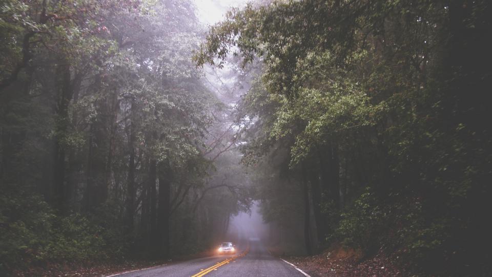 woods trees road pavement mist headlights forest fog driving car 