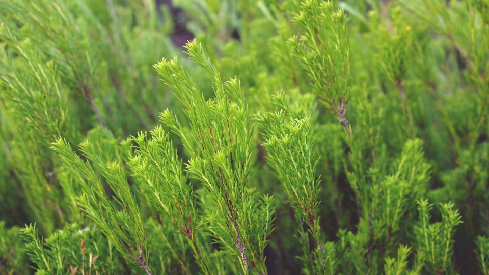 green, plants