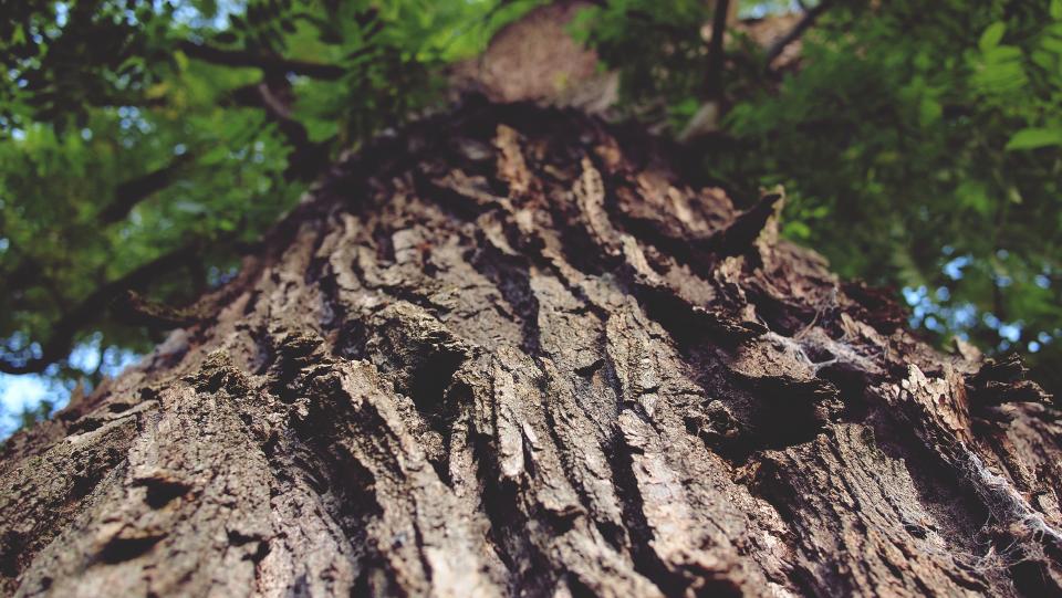 treetrunk nature bark 