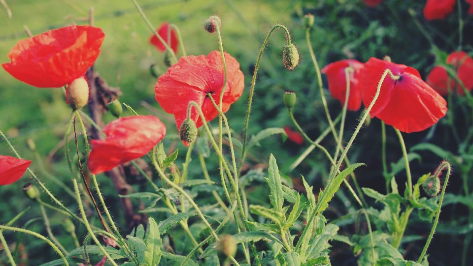 red, poppies, flowers, garden