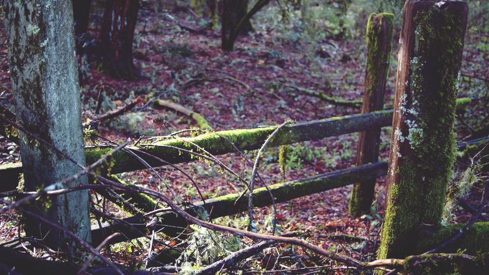 woods trees sticks nature moss leaves forest 