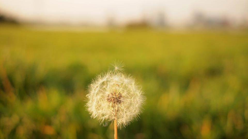 dandelion, flower, blurry