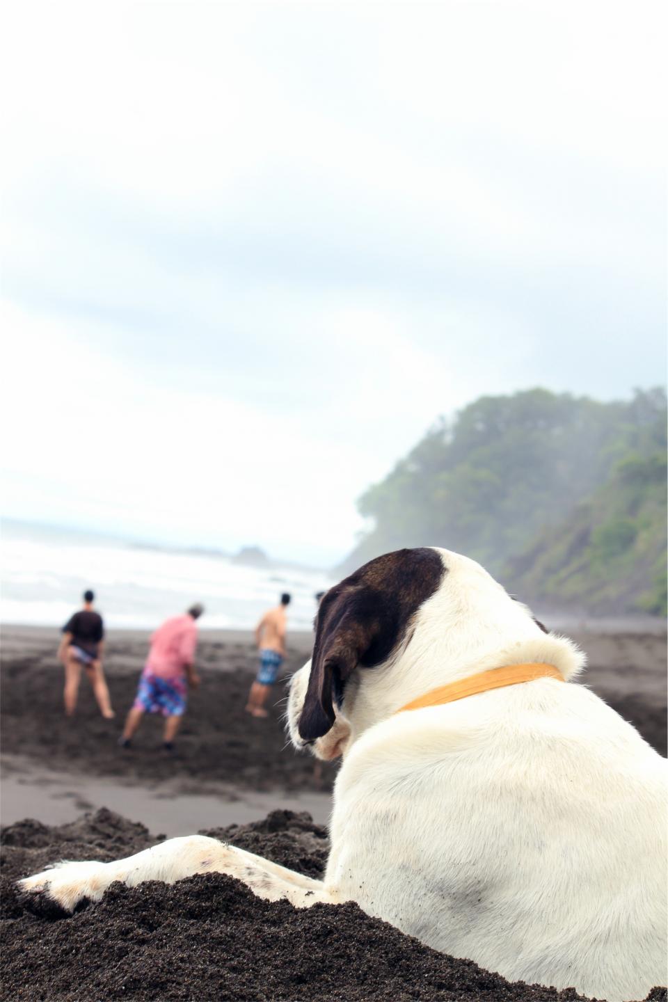 pet people dog beach animal 