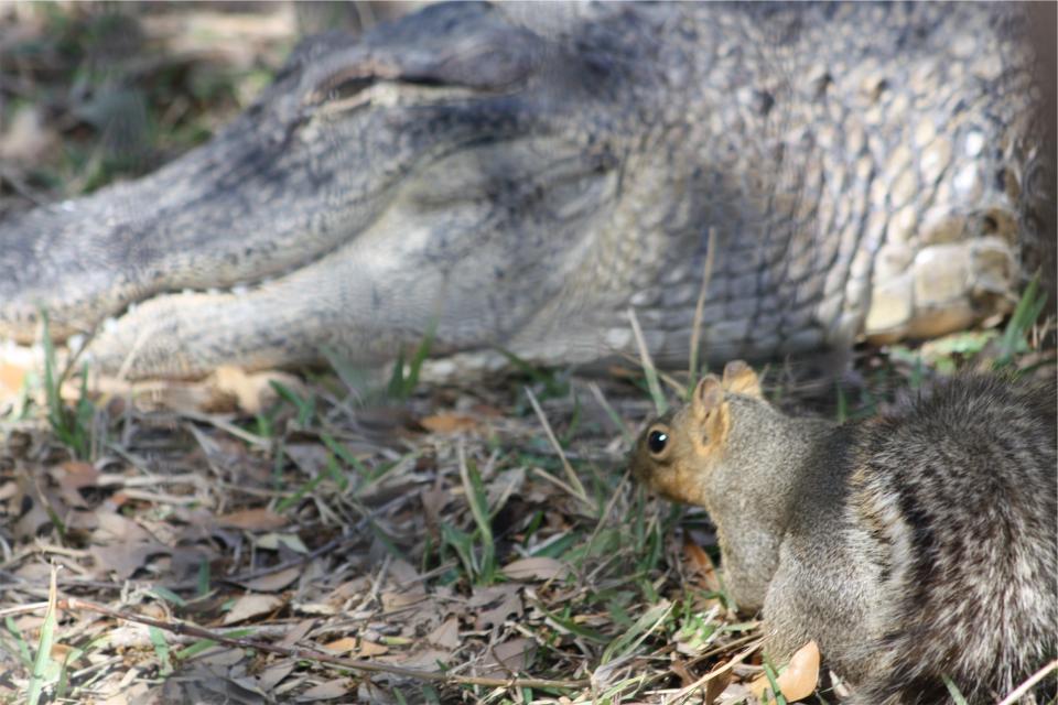squirrel animals aligator 