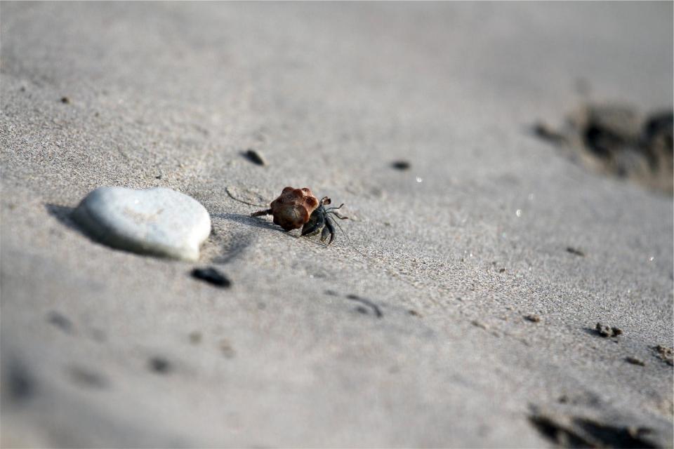 shell sand crab 