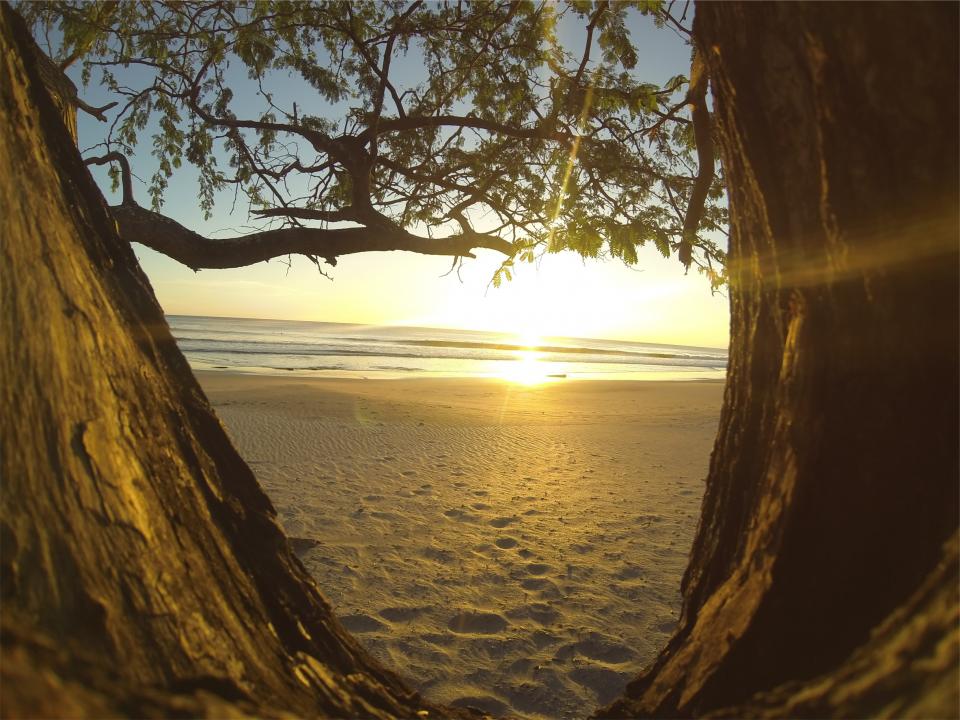 treetrunk trees sunset sea sand ocean beach 