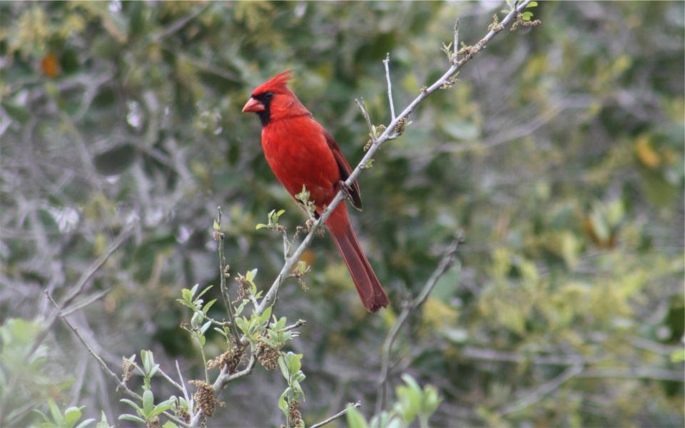 redjay nature branch bird 
