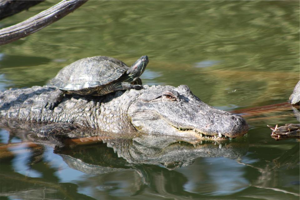 turtle animals aligator 