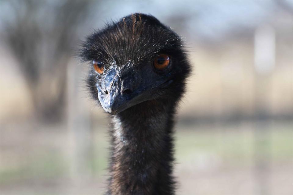 ostrich bird animal 