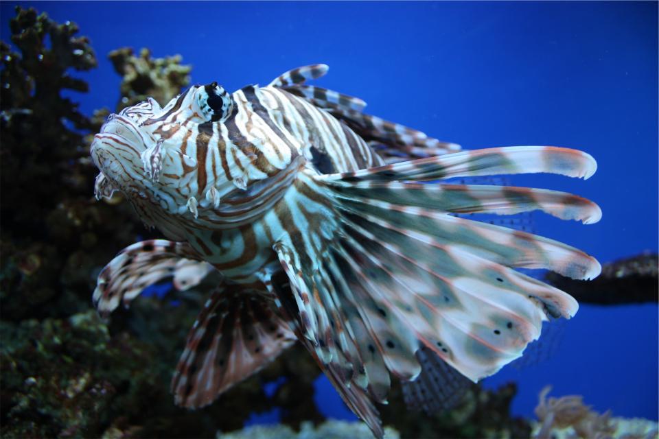 underwater sea ocean fish 
