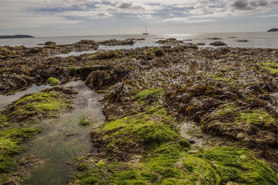 water shore seaweed mud coast boat 