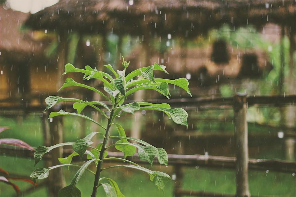 wet raining raindrops plants leaves 