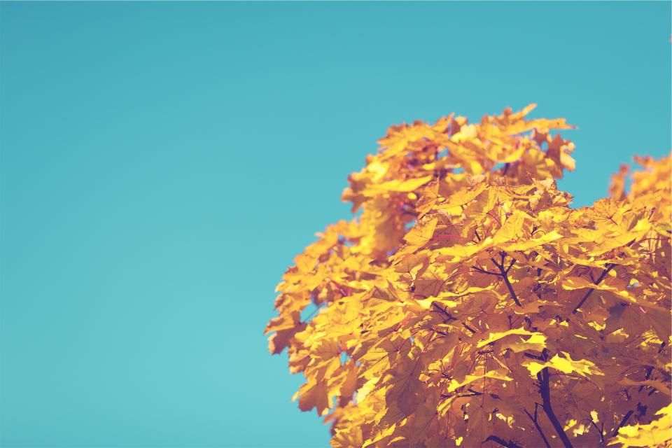 yellow tree sky leaves blue autumn 