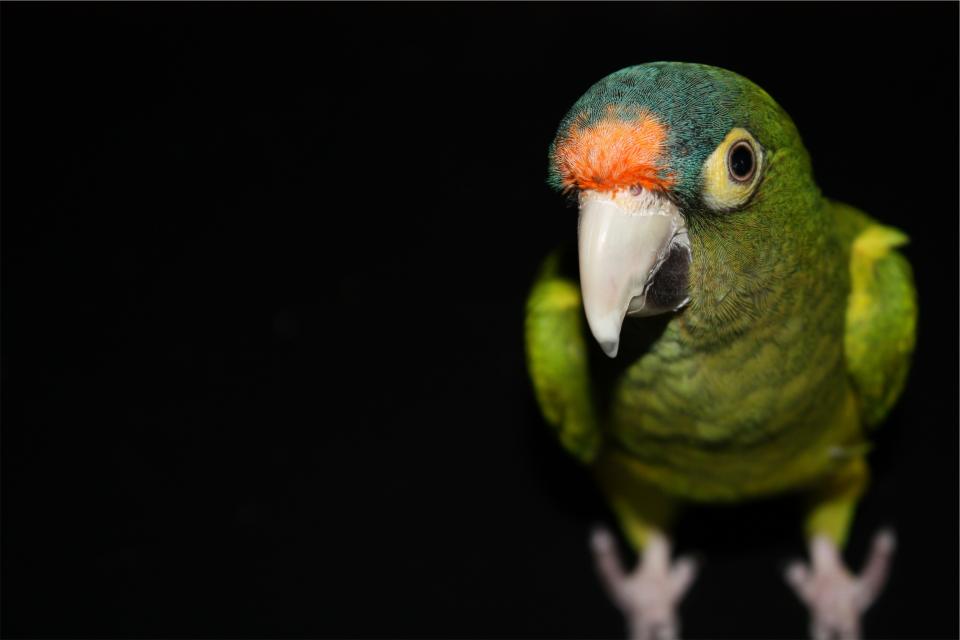 parrot green bird 