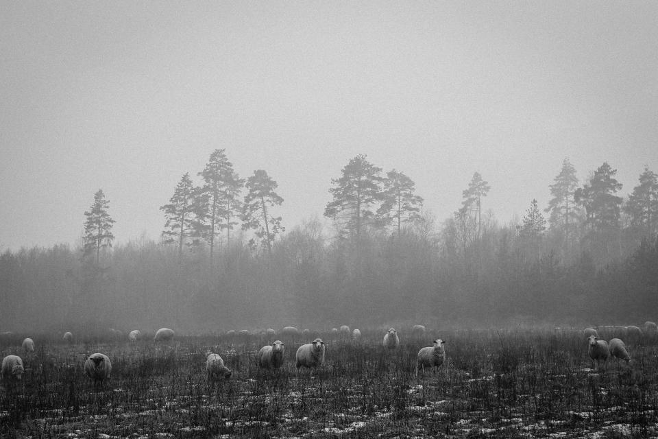 trees sheep rural plants nature fog fields blackandwhite animals 