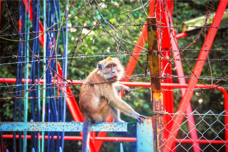 monkey fence chainlink barbedwire animal 