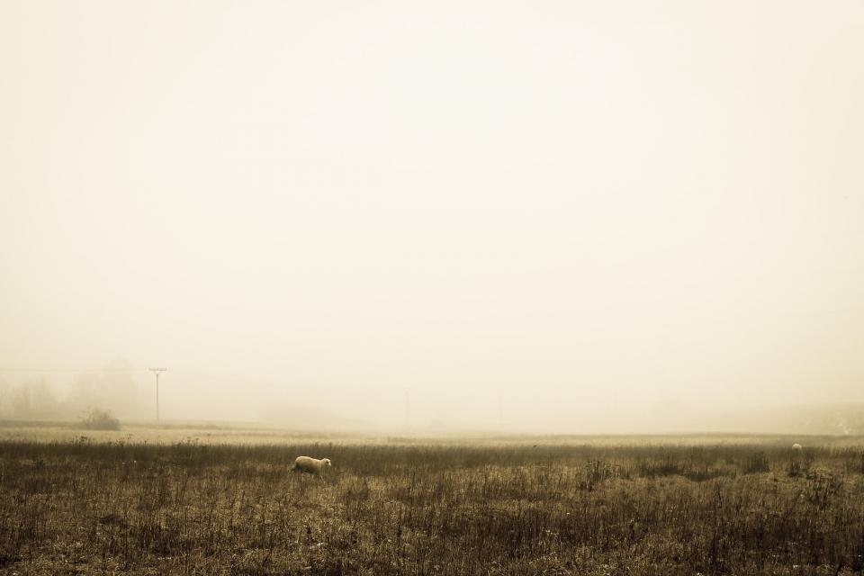 sheep rural grass fog fields farm country animals 
