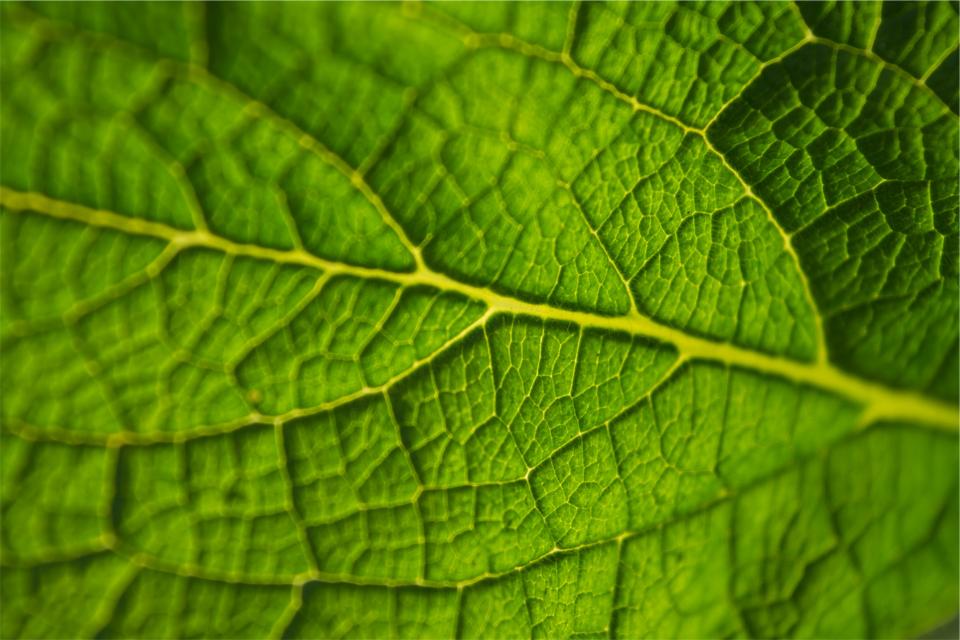 leaf green 