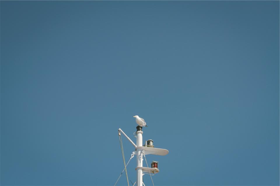 sky mast blue bird 