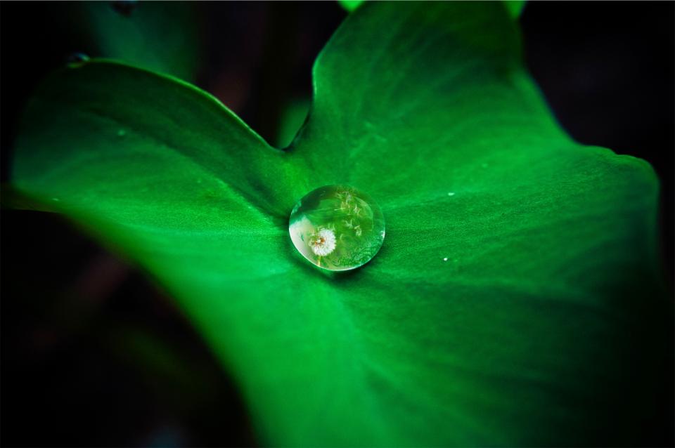 water leaf green drop 