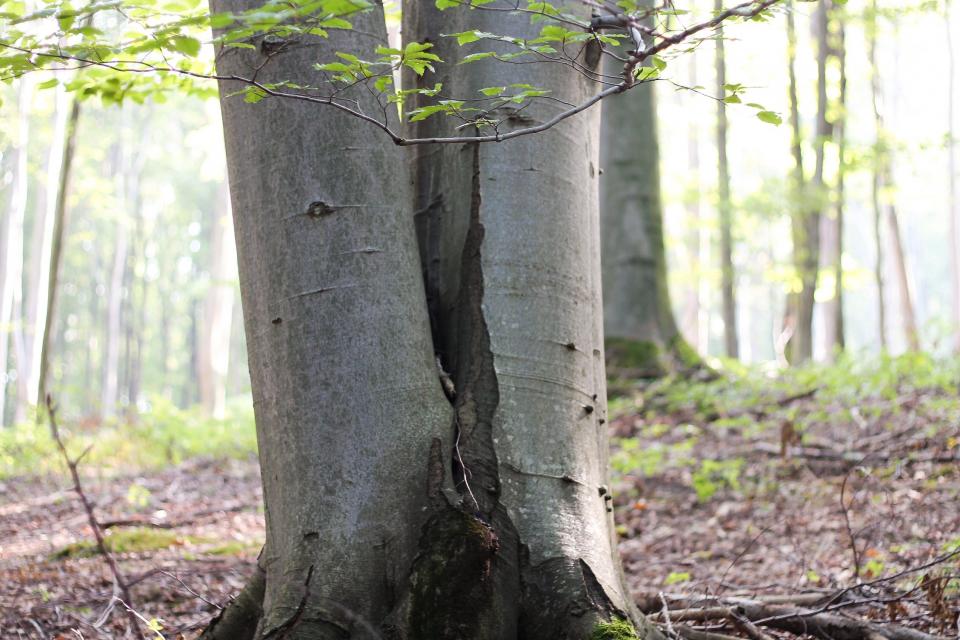 treetrunk bark 