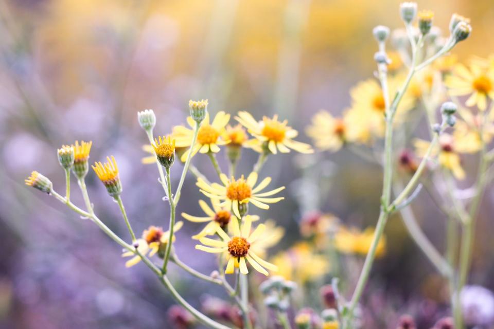 flowers, garden
