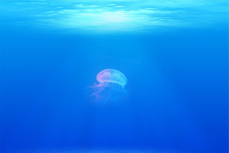 underwater sea ocean jellyfish 
